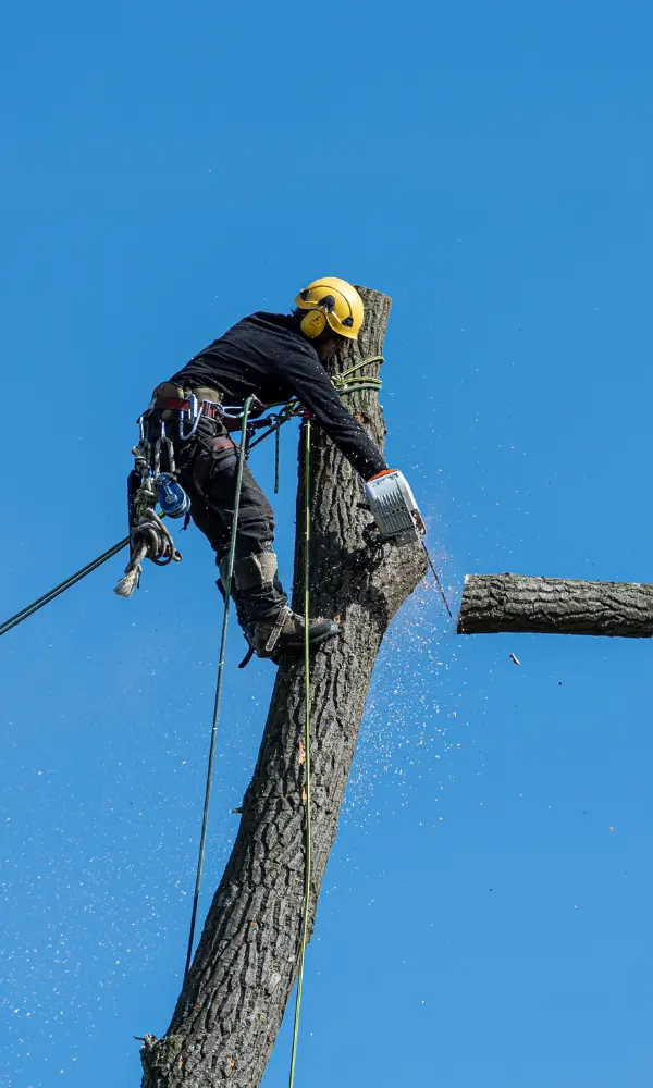 Commercial Tree Services