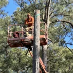Professional Tree Removal