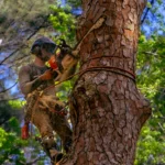 Tree Cutting Climber