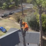 Tree Trimming Climber