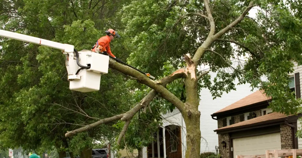 Commercial Tree Service