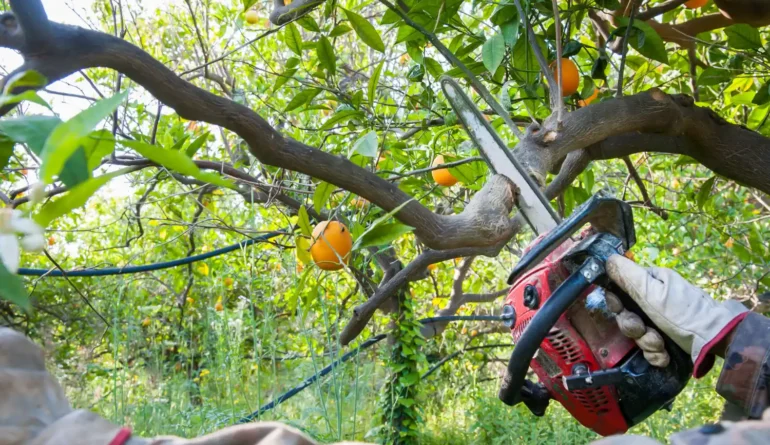 Pruning and Trimming