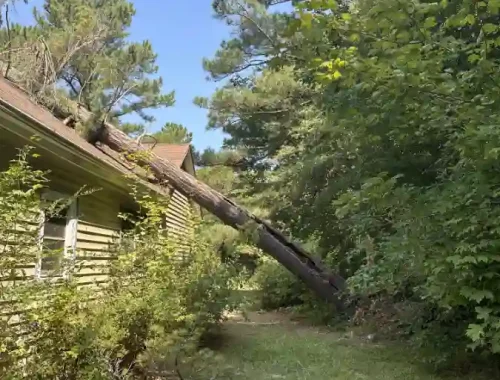 Tree Fallen House
